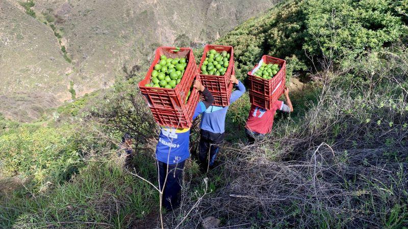 Áncash: líder nacional en exportación de palta fresca orgánica por quinto año consecutivo