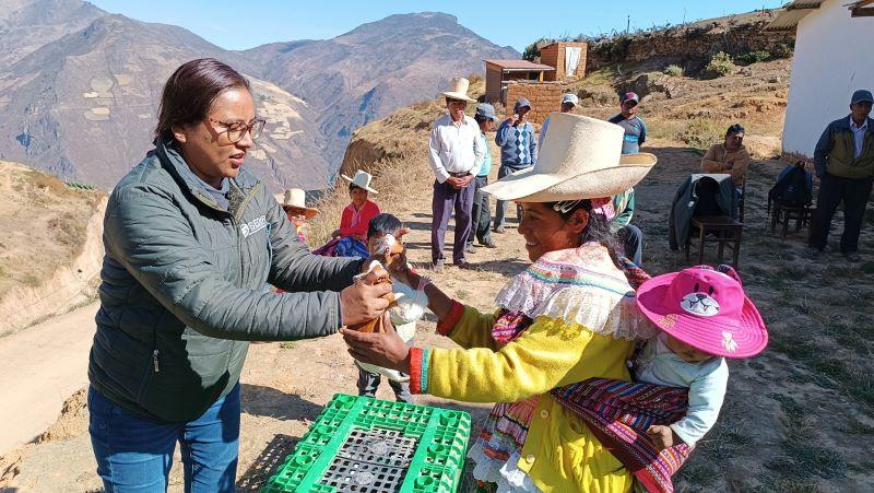 Áncash: premian a mujeres quechuahablantes de Pamparomás por capacitación en crianza de cuyes