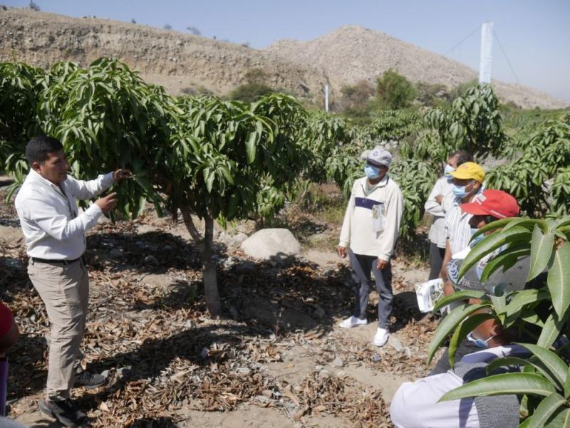 Áncash: productores de palto y mango se capacitan sobre análisis foliar para ahorrar en fertilizantes
