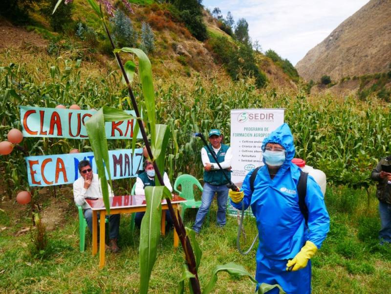 Áncash: productores de Pamparomás se gradúan en cultivo de maíz