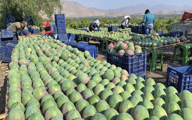 Áncash proyecta exportar más de 32.719 toneladas de mango en la campaña 2023