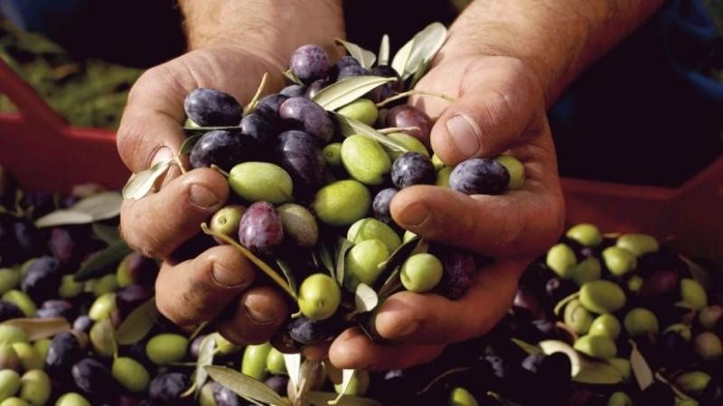 Anomalía térmica en el sur pone en riesgo hasta el 90% de la producción de aceituna en Tacna