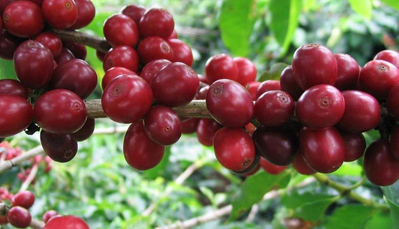 Ante la imposibilidad de adquirir del exterior  semillas resistentes a la roya del café, el Minagri validará material propio y aplicará biotecnología