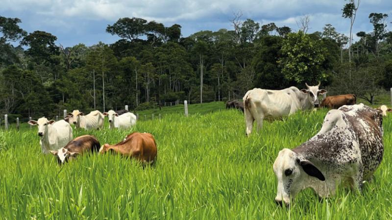 Anuncian alianza multiactorial para promover la ganadería regenerativa en la Amazonía Peruana