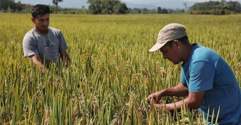 Apear pide que el arroz se excluya de las negociaciones del TLC Perú-India al ser un producto sensible para nuestro país