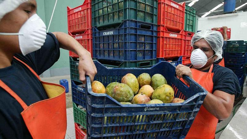 APEM: el alto costo de los fletes marítimos ya ha ocasionado el quiebre de empresas dedicadas a la exportación de mangos