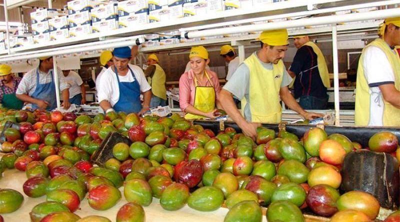 APEM: exportaciones marítimas de mango fresco crecen en volumen 19.31% hasta la semana 50