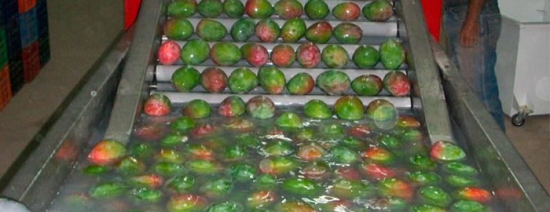 APEM: Se busca cambiar tratamiento sanitario para evitar la mosca de la fruta en el mango que se exporta a EE.UU.