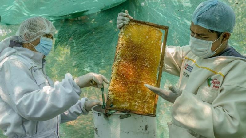 Apicultores de Huánuco tienen como objetivo cerrar el año con más de 8 toneladas de miel