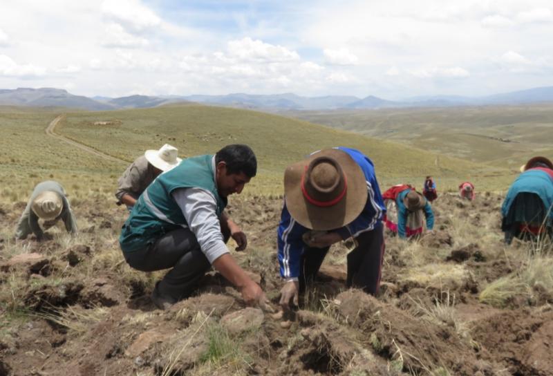 Aplicación de buenas prácticas otorga papas con alto valor para los consumidores peruanos