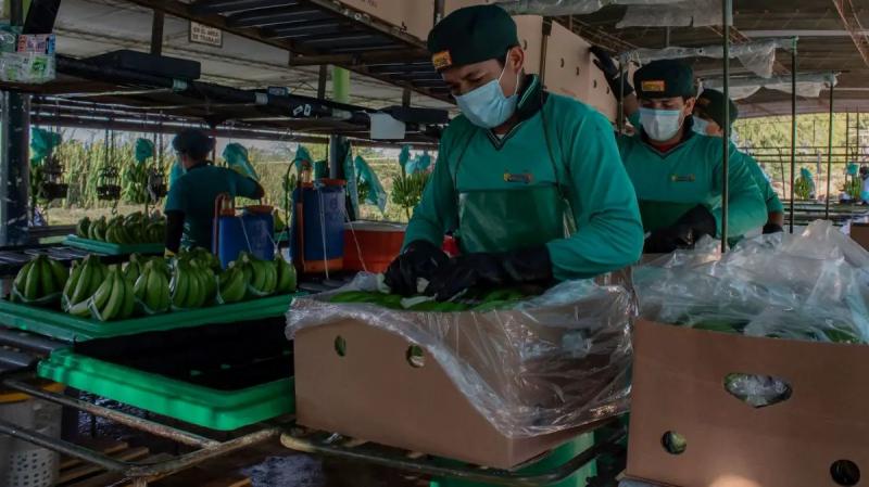 APPBOSA: Banano de Samán – Marcavelica ya llega a Europa y Corea del Sur