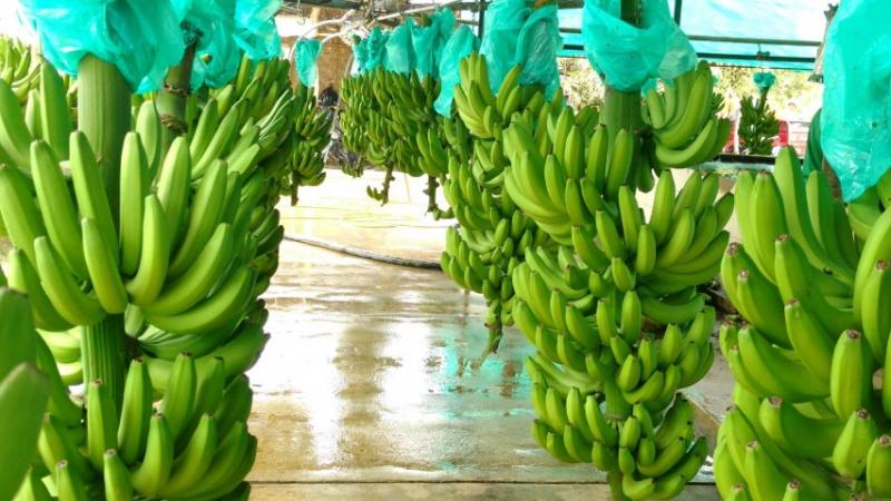 Appbosa exporta más de un millón de cajas de banano al año