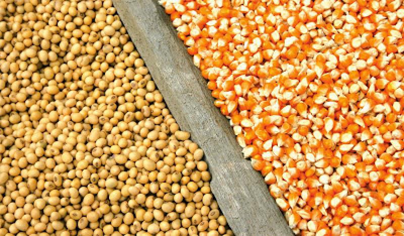 APPISemillas preocupada por abastecimiento de semilla convencional para el Perú