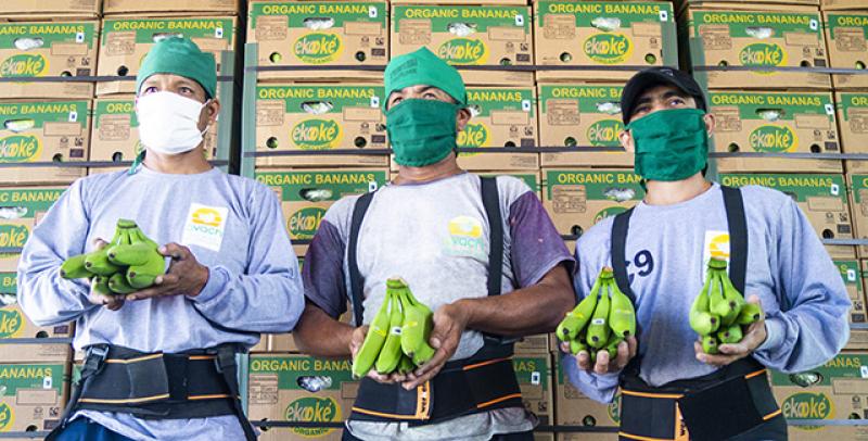 APROBOVCHIRA inaugura cámara de frío para conservación de banano orgánico en Piura