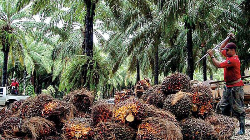Aproximadamente 30.000 hectáreas de hoja de coca han sido sustituidas por palma aceitera hasta el 2018