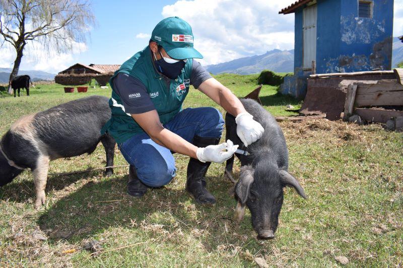 Aprueban “Condiciones sanitarias para la determinación del estatus de compartimento libre de la peste porcina clásica”
