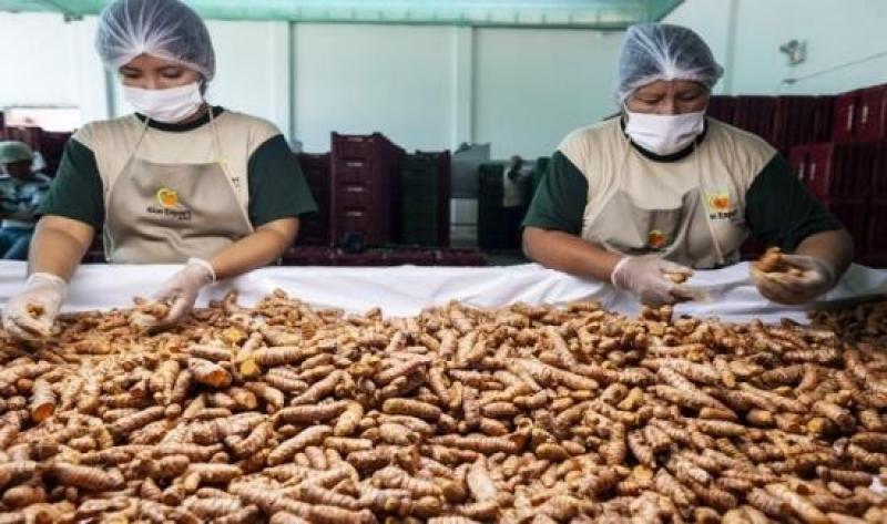 Aprueban medidas transitorias para certificar exportación de jengibre y cúrcuma a la UE y Reino Unido
