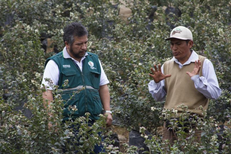 Aprueban protocolo para exportación de arándanos fresco de Perú a China
