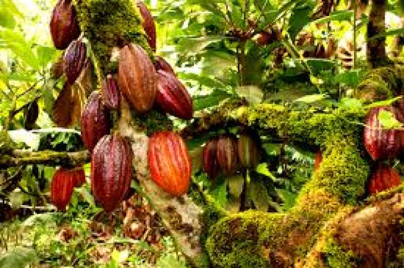 Aprueban Protocolos de muestreo para la determinación de niveles de cadmio en suelos, hojas, agua, y granos de cacao