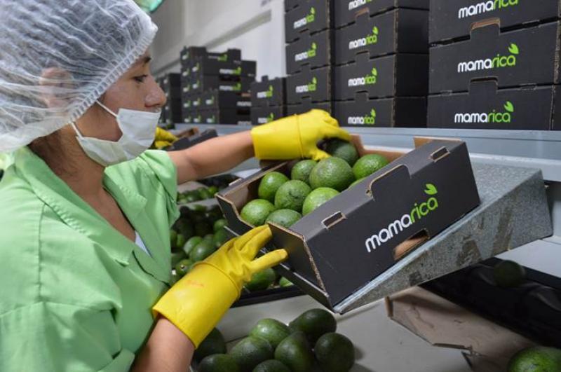 APURÍMAC: CLÚSTER DE PALTA HASS EN CORREDOR CHINCHEROS DINAMIZARÁ PRODUCCIÓN 