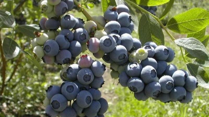 Arándanos de Inka´s Berries llegan por primera vez a Taiwán