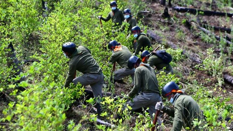 Área de coca en Perú se redujo en 3.029 hectáreas en 2024