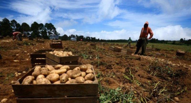 Área de cultivo a instalar en Huancavelica se reduciría 0.58% en la campaña 2017/2018