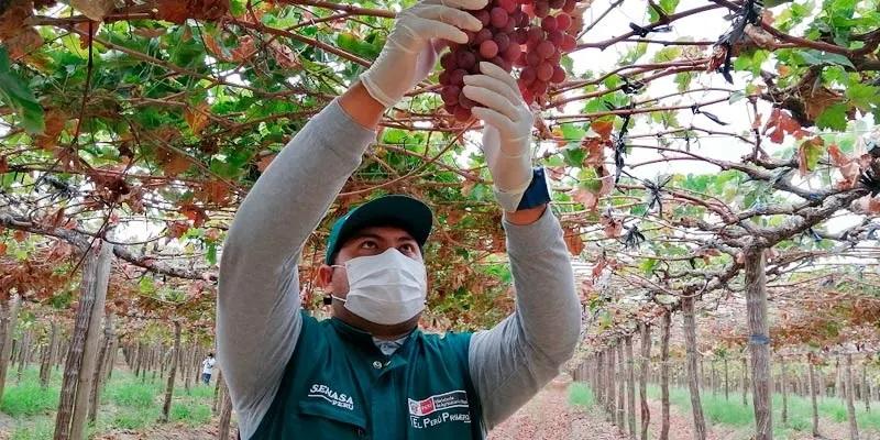 Área de uva de mesa certificada creció 2.5% en 2022