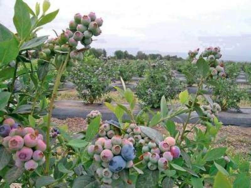 ÁREAS DE ARÁNDANOS EN EL MUNDO CRECIERON 123% DE 2005 A 2012