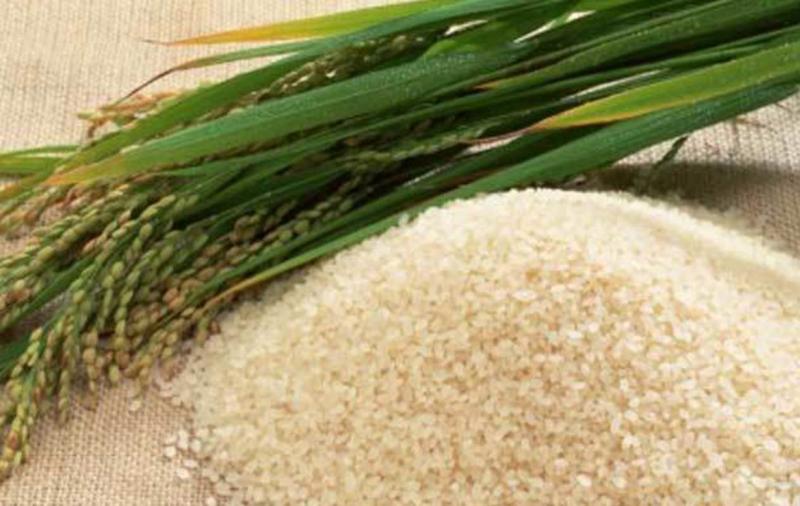 ÁREAS DE CULTIVO  DE ARROZ SE REDUCIRÍAN 6% ESTE AÑO