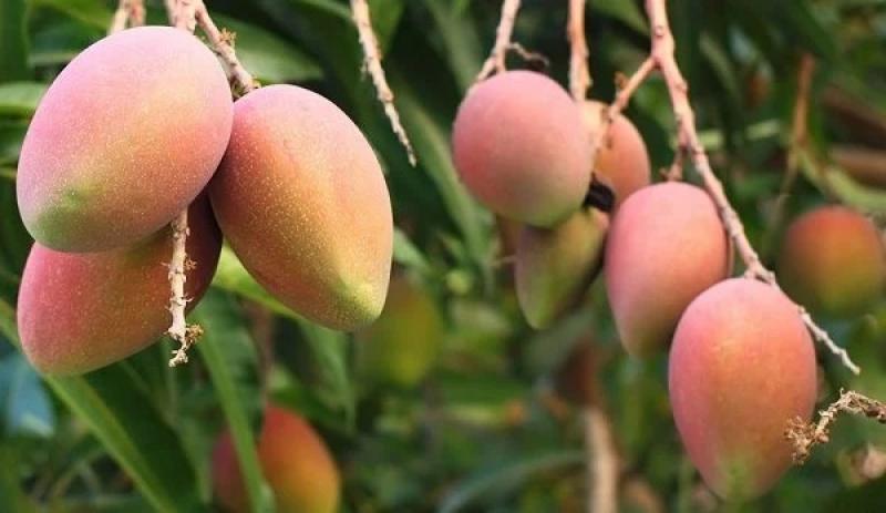 Áreas de mango en Perú no crecen