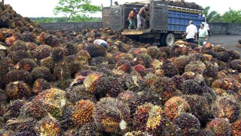 Áreas de palma aceitera en Perú deberían llegar hasta las  250 mil hectáreas