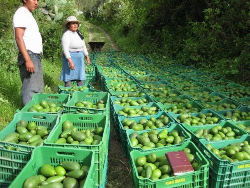 ÁREAS DE PALTA HASS PARA EXPORTACION PODRÍA MÁS QUE DUPLICARSE