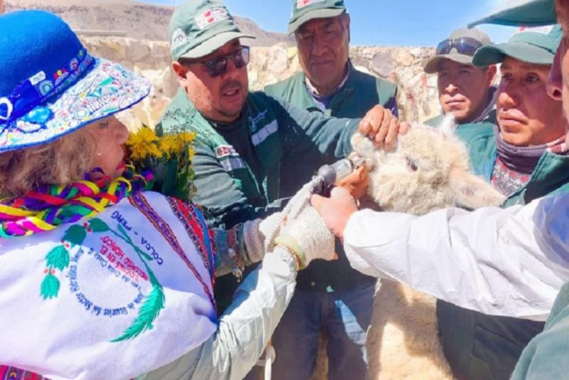 Arequipa: 180.000 alpacas serán protegidas con aplicación de kits veterinarios