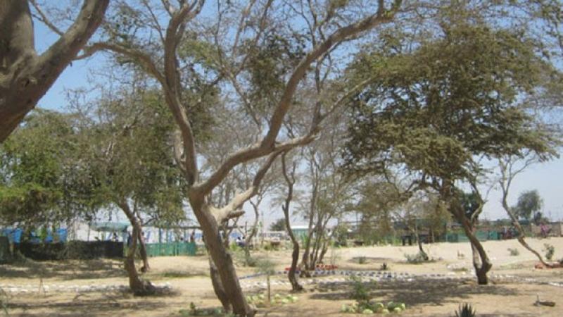 Arequipa: denuncian que Serfor permite depredación de bosques de huarango