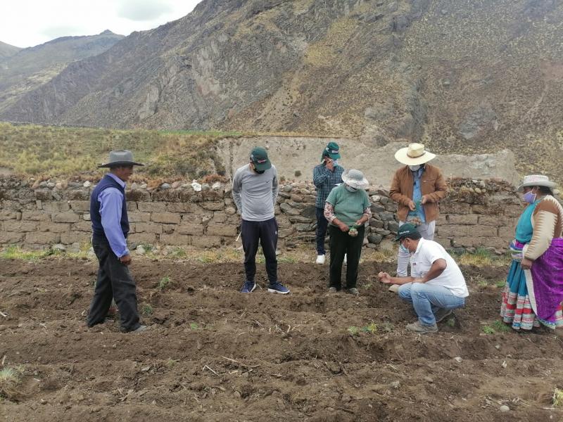 Arequipa: INIA analiza material genético para generar semillas de papa de alta calidad en distritos de Tuti y Viraco