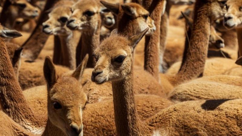 Arequipa será declarada capital de la vicuña del Perú
