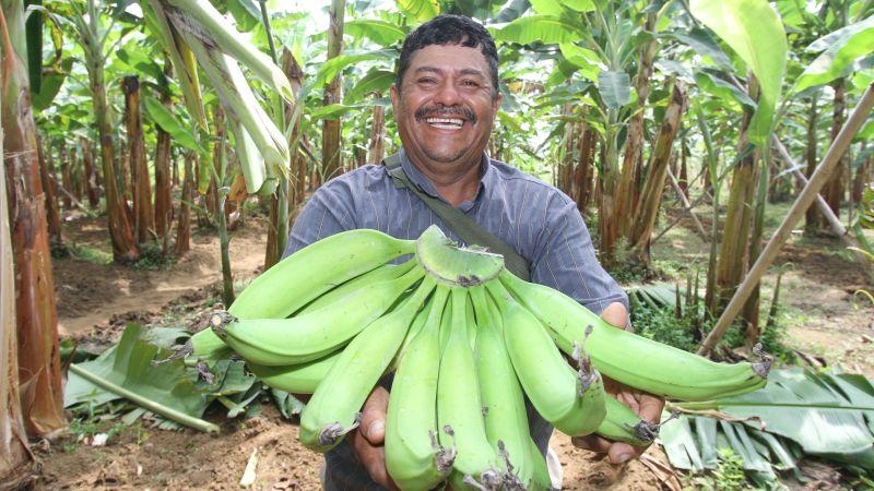 Argentina abre su mercado al banano peruano