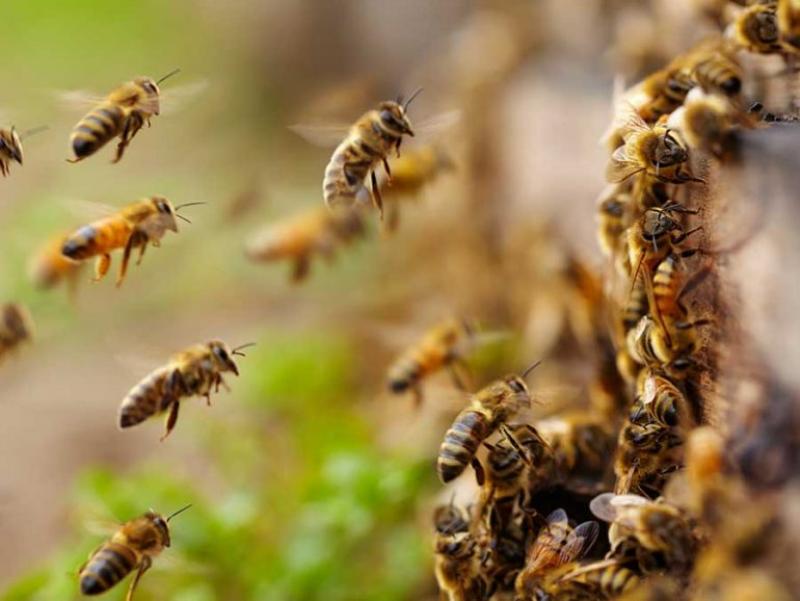 Argentina: alertan que dos agroquímicos interfieren en la polinización de las abejas