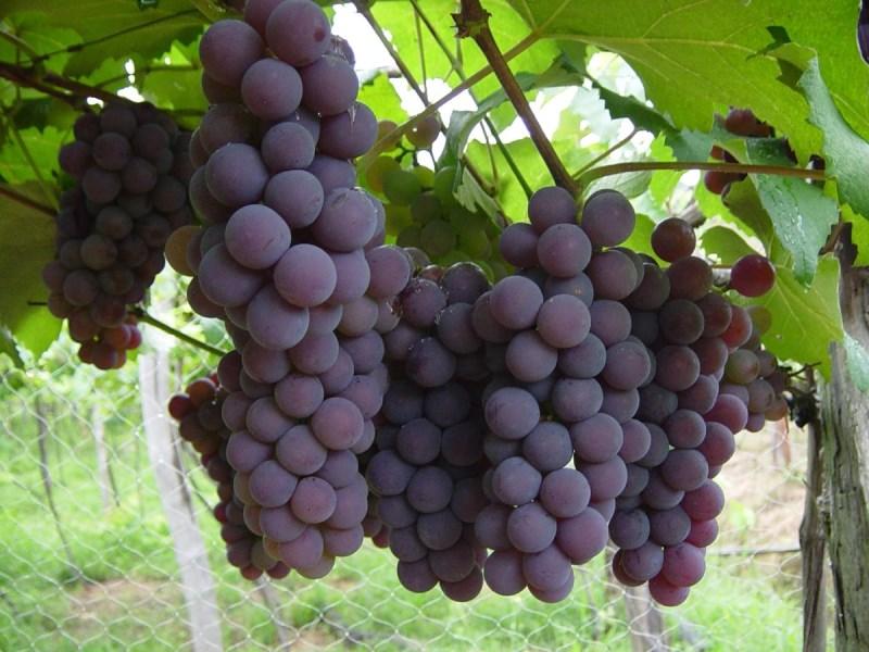 Argentina: crean cuatro nuevas variedades de uvas de mesa