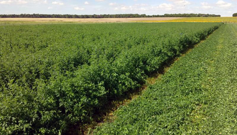 Argentina: liberan alfalfa transgénica para alimentar el ganado