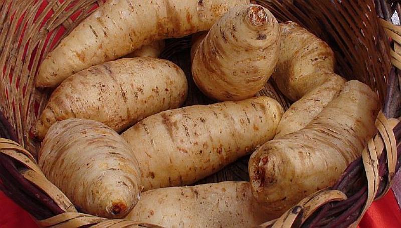 Arracacha, la raíz sabrosa y nutritiva que no aprovechamos