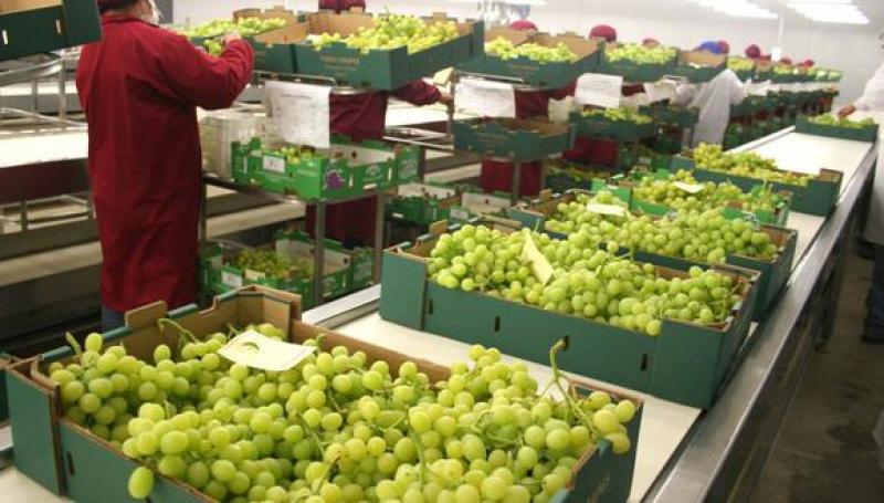 Arribos de uva de mesa de Perú llegarían concentrados a mercados de destino