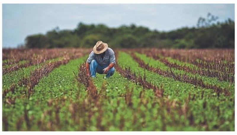 Articulación de pequeños productores organizados con empresas privadas: ¿Qué factores pueden favorecer esta relación en el Perú?