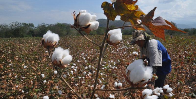 Aseguran financiamiento para la campaña de algodón 2020