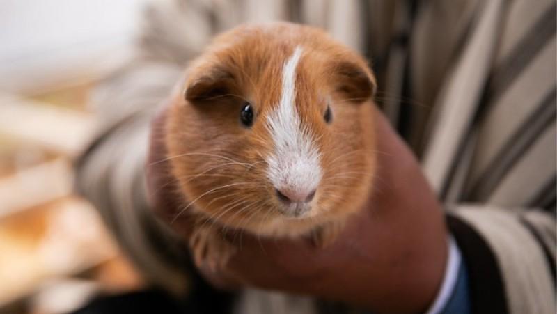 Asociación de productores de cuyes de Áncash lograrán duplicar producción