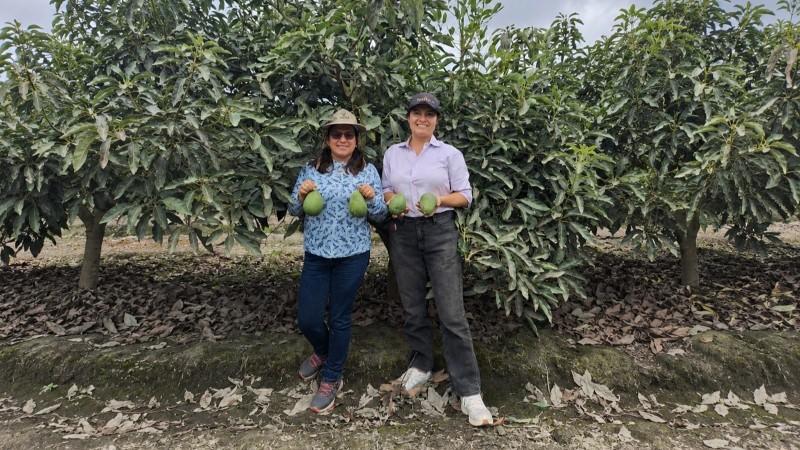 Asociación Ediflor comercializó 54.66 toneladas de palta Hass a empresas agroindustriales