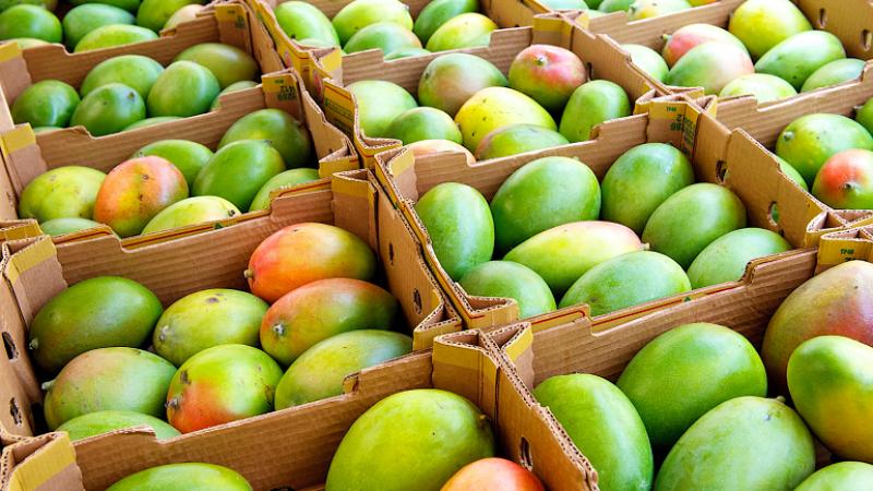 Asociatividad abre oportunidades al pequeño productor de mango