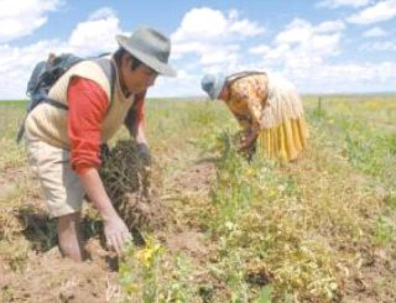 ASOCIATIVIDAD DE PEQUEÑOS PRODUCTORES MEJORARÍA LA RENTABILIDAD EN EL AGRO