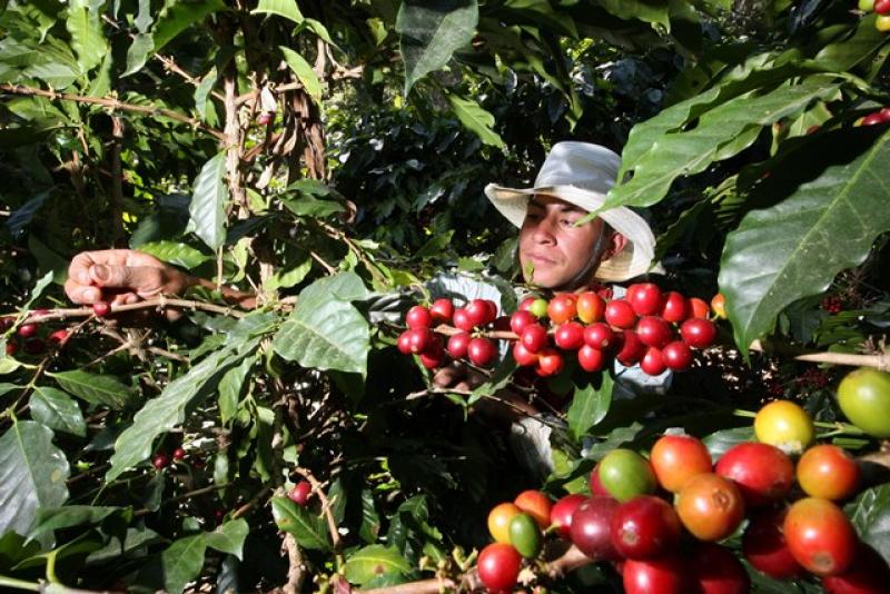 “ASOCIATIVIDAD ES LA ÚNICA VÍA PARA EL DESARROLLO DE LA AGRICULTURA”